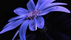 Flowers black background