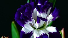 Flowers black background