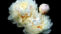 Flowers black background