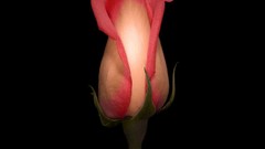 Flowers black background