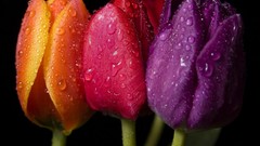 Flowers black background