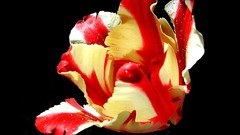 Flowers black background