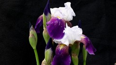 Flowers black background