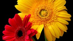 Flowers black background