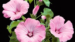 Flowers black background