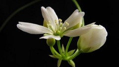 Flowers black background