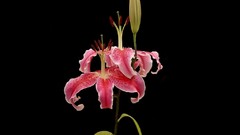 Flowers black background