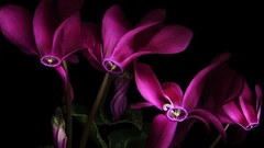 Flowers black background