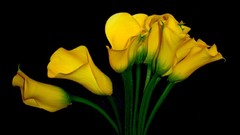 Flowers black background