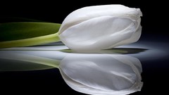 Flowers black background