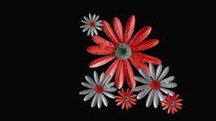 Flowers black background