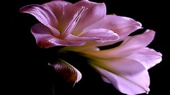 Flowers black background