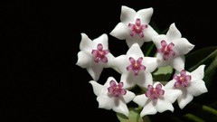 Flowers black background