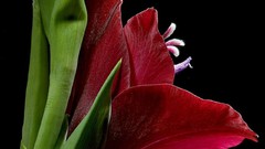 Flowers black background