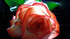 Flowers black background