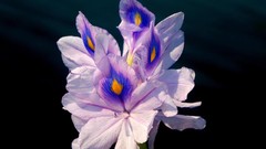 Flowers black background