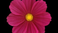 Flowers black background