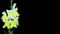 Flowers black background