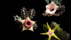 Flowers black background