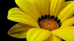 Flowers black background