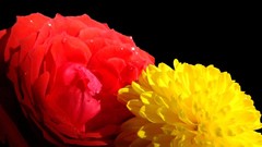 Flowers black background