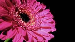 Flowers black background