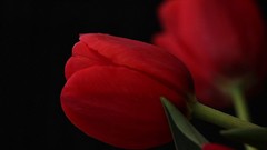 Flowers black background