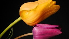 Flowers black background