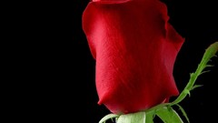 Flowers black background