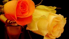 Flowers black background