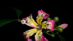 Flowers black background