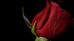 Flowers black background