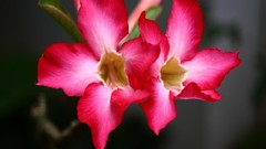 Flowers black background