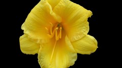 Flowers black background