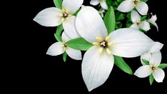 Flowers black background