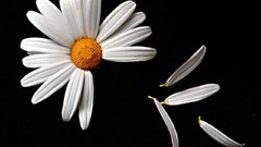 Flowers black background