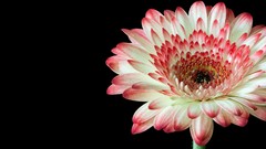 Flowers black background