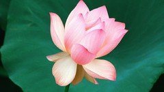 Flowers black background lotus flower