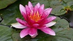 Flowers black background lotus flower