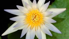 Flowers black background lotus flower