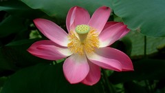 Flowers black background lotus flower