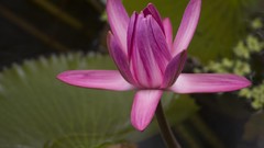 Flowers black background lotus flower