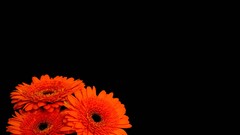 Flowers black background orange flowers