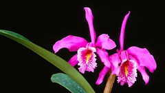 Flowers black background Orchids