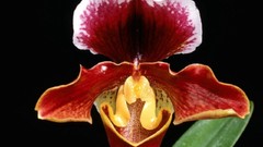 Flowers black background Orchids