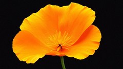 Flowers black background Orchids orange flowers