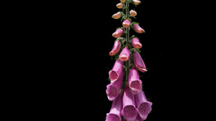 Flowers black background pink