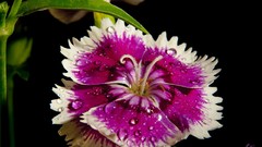 Flowers black background pink flowers carnations