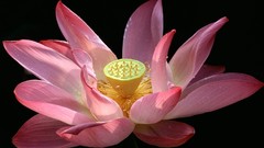 Flowers black background pink flowers lotus flower