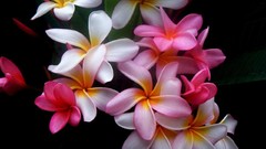Flowers black background plumeria